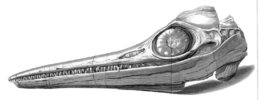 Un disegno di Everard Home del 1814 che ritrae lo strano teschio ritrovato da Joseph Anning