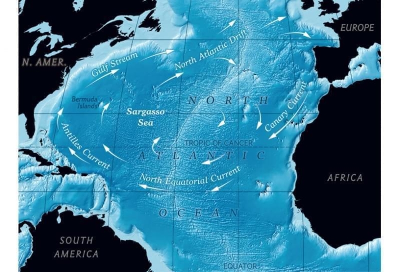 La grande migrazione delle anguille dal Mar dei Sargassi – germinazioni